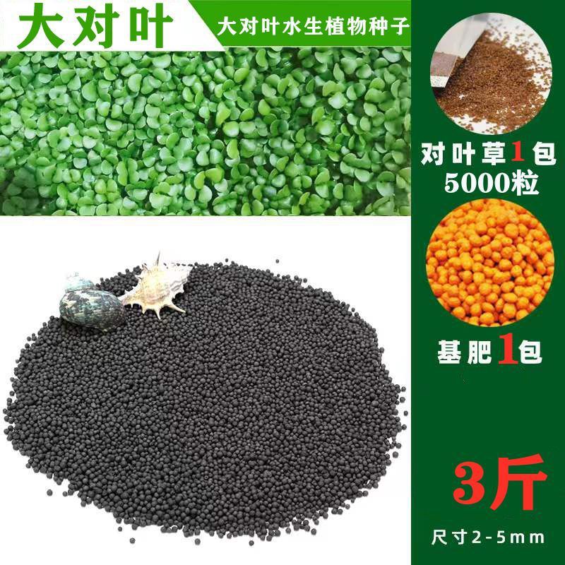 수생식물머드【1.5kg】강화정수버전-【핫세일】대형잎 5000개+무료기초비료