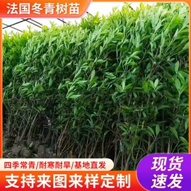 盆栽;乔木;花盆容器