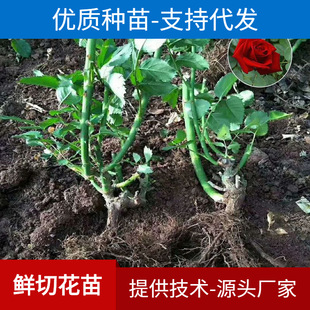 Оптовая база Юньнана 2-3 года розовой кучи розовые саженцы розы четыре сезона цветущие зеленые инженерии саженцы