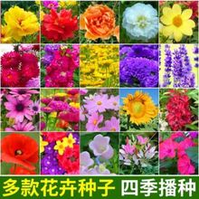 花种子四季开花室内室外易活波斯菊花种格桑花种籽子七彩庭院花籽