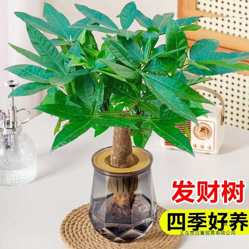 Money Tree Small Potted Plant, Green Plant for Office Desktop, Hydroponic Plant, Easy to Care for Indoors All Year Round, Green Radish Money Tree