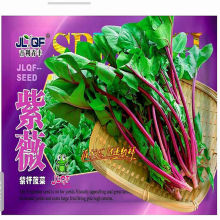 紫薇紫杆菠菜种子紫色菠菜紫梗绿叶特色蔬菜四季播种高产蔬菜种子