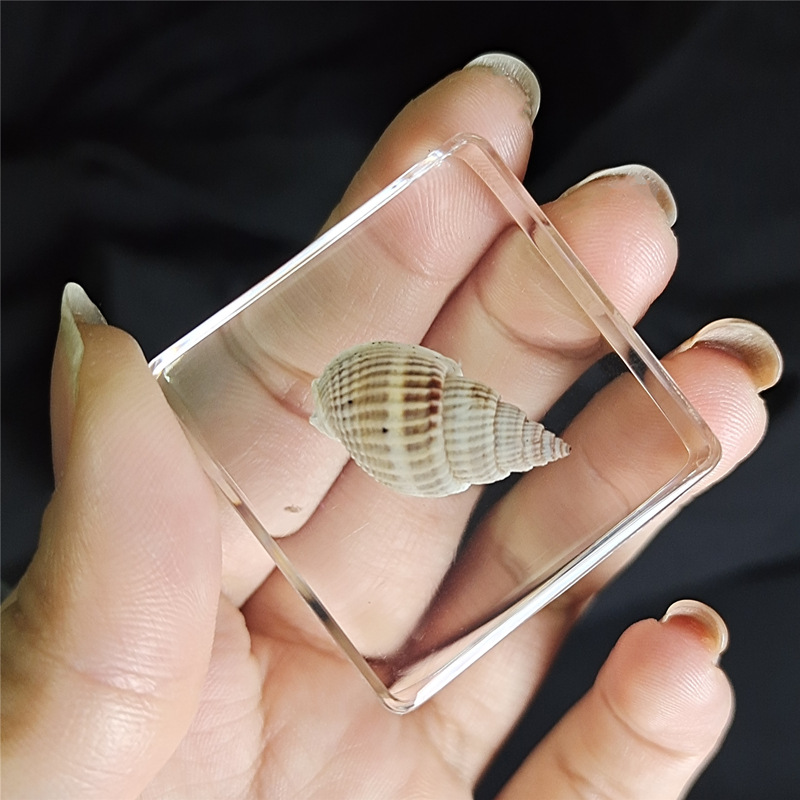 연한 보라색 정사각형 문양 달팽이