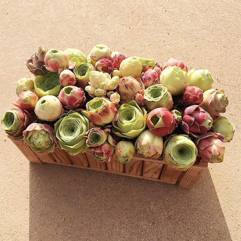 붉은 장미 달걀 와인잔 2년생 10개 세트