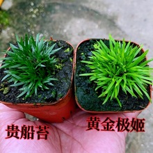 ���Ѳ�΢�����Խ��X�F��̦��ˮ�฽ʯ�҃Ⱥ��B�Gֲ����С�辰