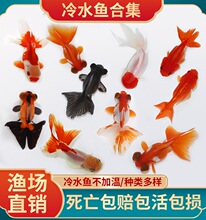 小型鱼观赏鱼草金鱼活鱼淡水好养冷水鱼锦鲤鱼耐活鱼苗鸿运当头鱼
