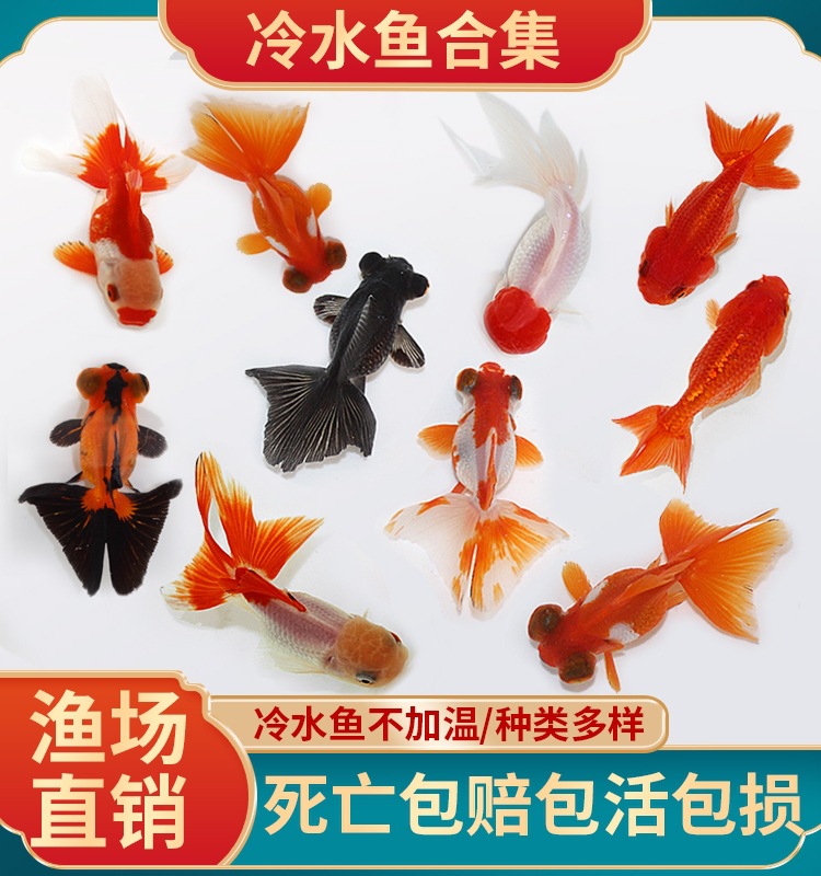 小型鱼观赏鱼草金鱼活鱼淡水好养冷水鱼锦鲤鱼耐活鱼苗鸿运当头鱼