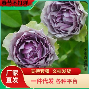 һ�����l�ӱ����/�{�Fɳ���¼������ľ�༾����ͥԺ���@����