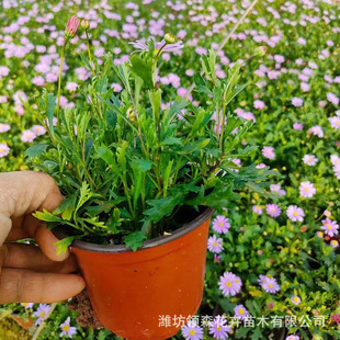 Qingzhou Base Ji Xiaoju Potted Florals, Grass and Trees, Spring Chrysanthemums, Garden Road Greening, Grass Florals, Courtyard Florals Direct Sales
