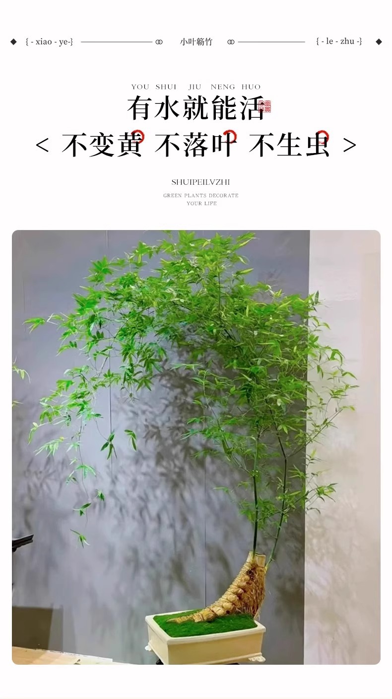 详情图