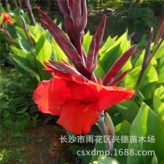 批发美人蕉 湖南花叶美人蕉苗紫叶蕉红叶花色艳红 颜色各异成活高
