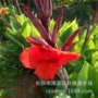湖南艳红颜色花色苗