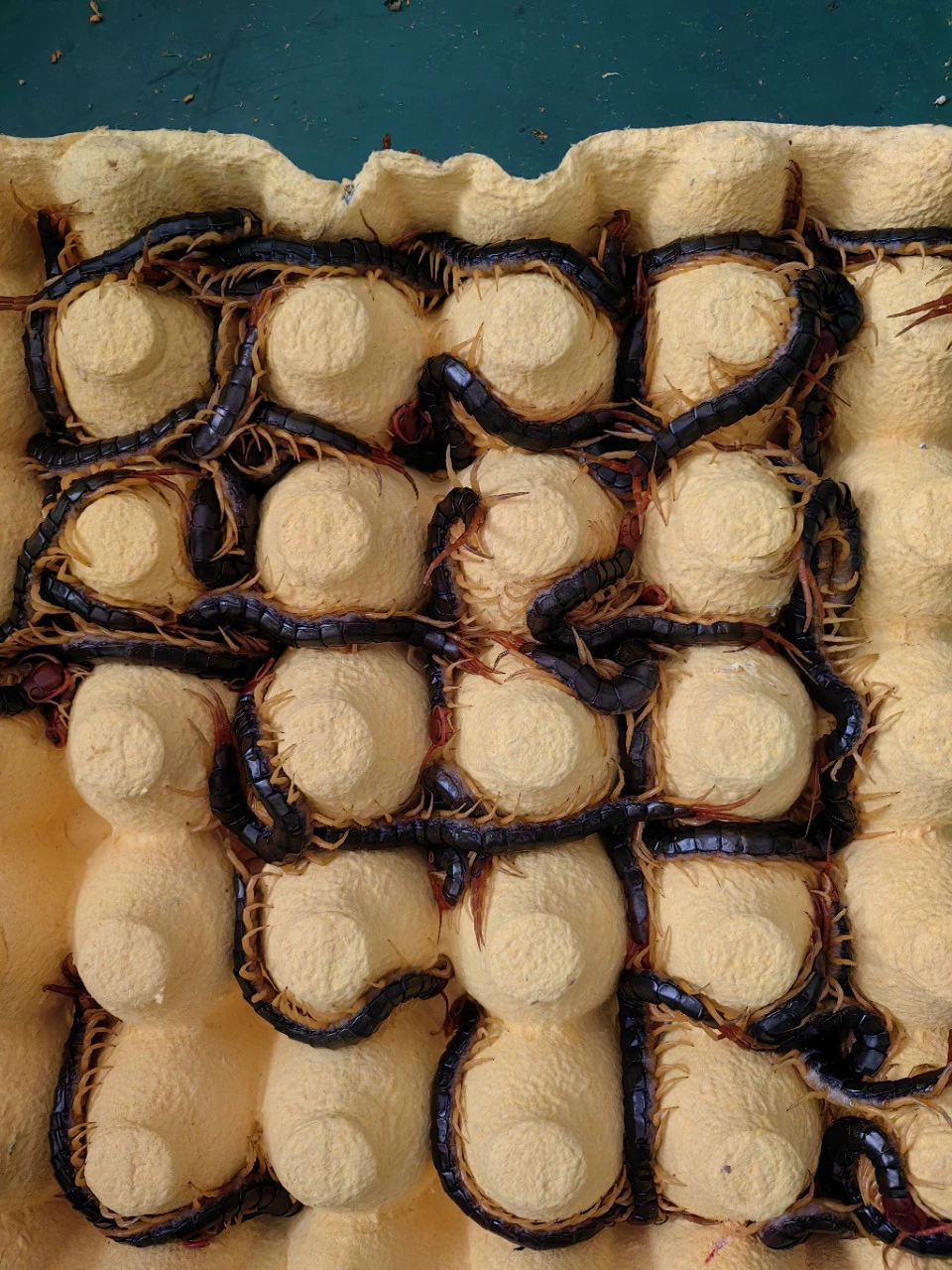 Скорпион, дождевой червь, живой червь, стрекарх, цвет арована, стрекарх, живая кормушка арована, красноголовый стрекарх, замоченный в вине, стрекарх