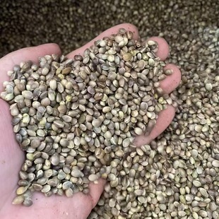 hulled hemp seed dehulled hemp seed shelled hemp seed ������