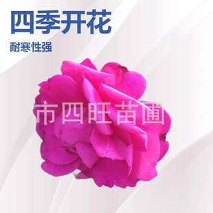 �ذ��S��õ �t��õ ��õǤ��С���S����÷С��õ�廨�� ��������