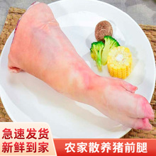 农家散养新鲜整只猪腿大腿猪蹄猪手猪脚土猪腿 2只猪前腿约7斤