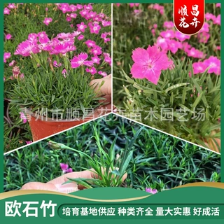 地被欧石竹 景观花卉工程苗街道绿化园林绿化大量供应欧石竹
