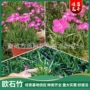 大量园林地被绿化石竹