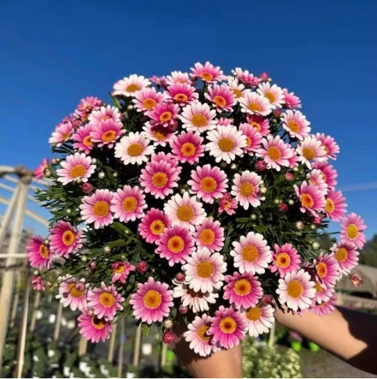 Саженцы ромашки Маргарет в горшках, зеленые многолетние цветущие растения, маленькие ромашки для высадки на балконе и в саду