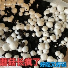 ��Ģ���r���N�ҷN�ļ��Nֲ�а�Ģ�������̨ͥԺ�������ʢ��s