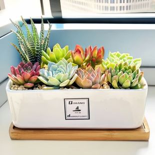 Succulent Combination 
 Potted Plant Set DIY Novice Ceramic Pot Office Radiation-Proof Green Plant Potted Creative Gift
