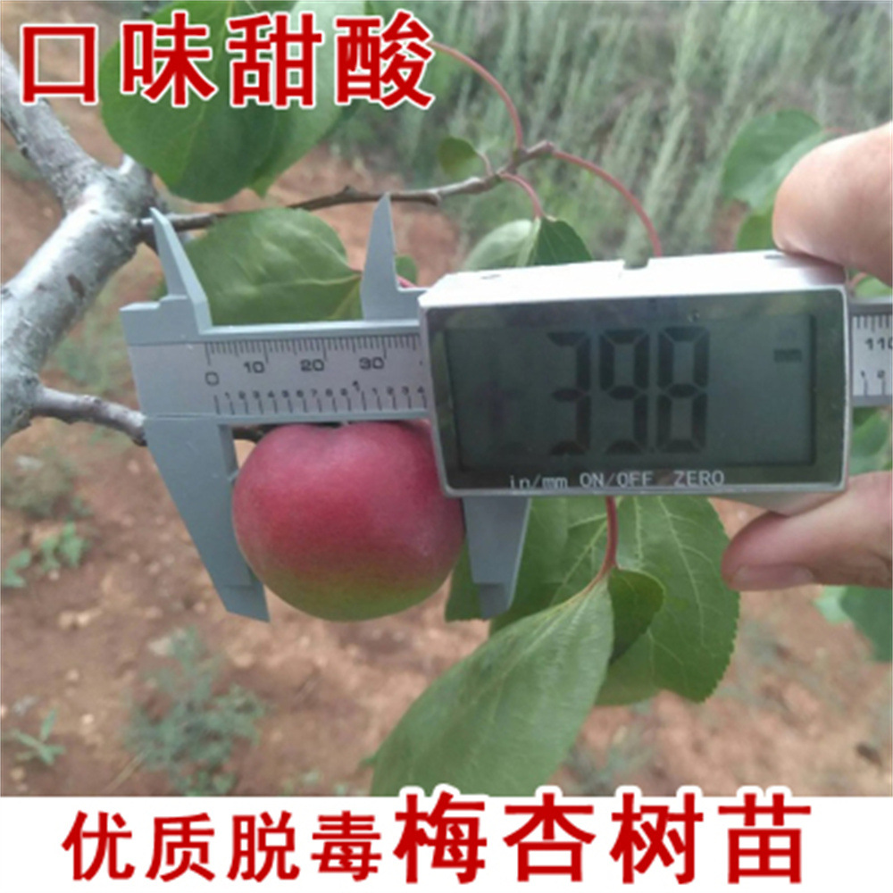 杏梅树活苗嫁接苗甜珍珠油杏蜜杏子苗南北方种植地栽当年结果果树