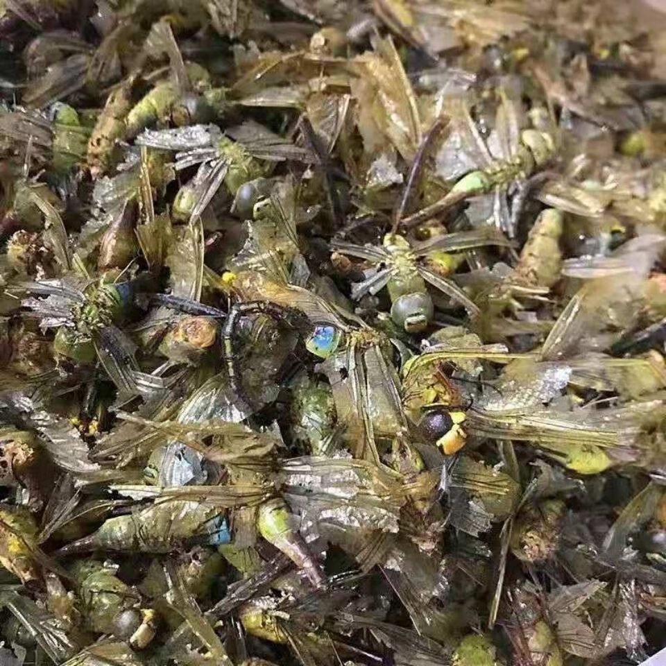 Dragonfly (Anisoptera) Dried Edible Insect — 500g Food-Grade Whole Dragonflies in use