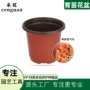 多肉盆栽养护培育盆