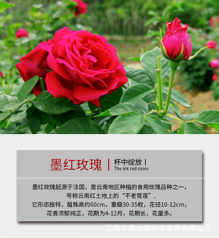 墨红玫瑰-详情页2.jpg