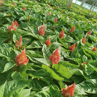 �r��ݻ��u�ڻ� ɽ�|���ԾG�~һ֧�P�u�ڻ���·�^�p��