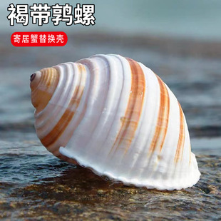 ��Ȼؐ���֎������~��ˮ�����b�Ʒ��ؐ�~��ֳ�����⻨��ľ�з��