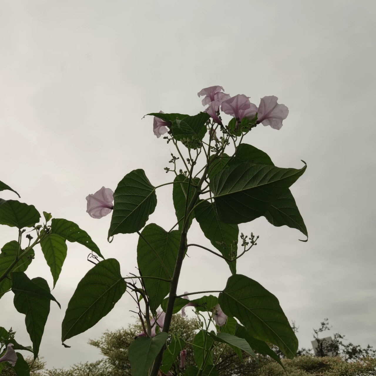 2310 база оптовая поставка дерево утренняя слава 1-3 метра