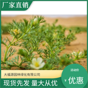 Pugeng Camel Puff [Base Wholesale] Large Quantity Discounts, Complete Varieties, Greening Seedlings for Scenic Landscaping Projects