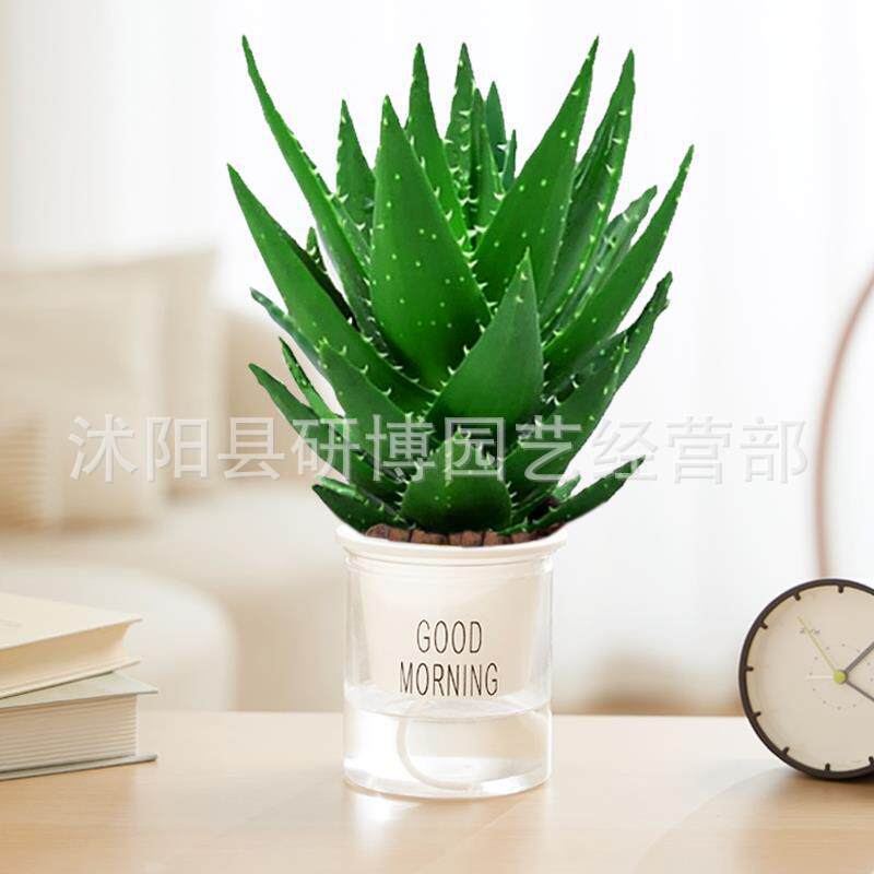 Curacao Aloe Vera sala de macetas belleza irrigación piel verde escritorio de oficina carne ciudad que nunca duerme Aloe Vera flores cactus