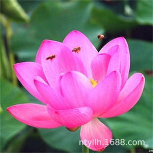 ɏNźoѿСͻˮֲļ҃Ⱥɻ˯ɏ_