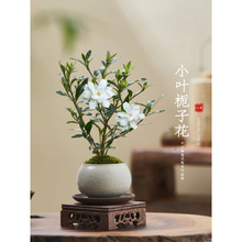 带栀子花小盆景四季盆栽植物小叶桌面绿植办公室开花好养花苞室内