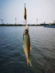 路亞亮片批發水蛭亮片帶血槽羽毛鈎淡水金屬餌翹嘴鱸馬口魚餌