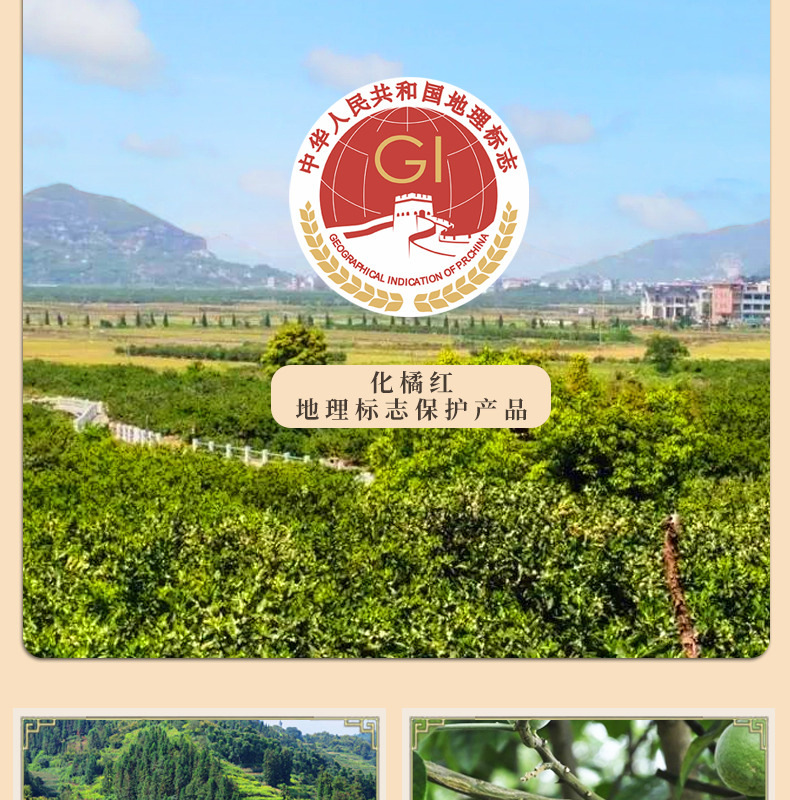 Huazhou Tangerine Peel Tea Hua Ju Hong Citrus Grandis Exocarp 150g Aged Loose Herbal Tea for Daily Brewing quality and texture