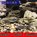 好养冷水原生观赏鱼小型淡水溪流石斑光唇鱼鳑鲏鱼群游中底麦太保