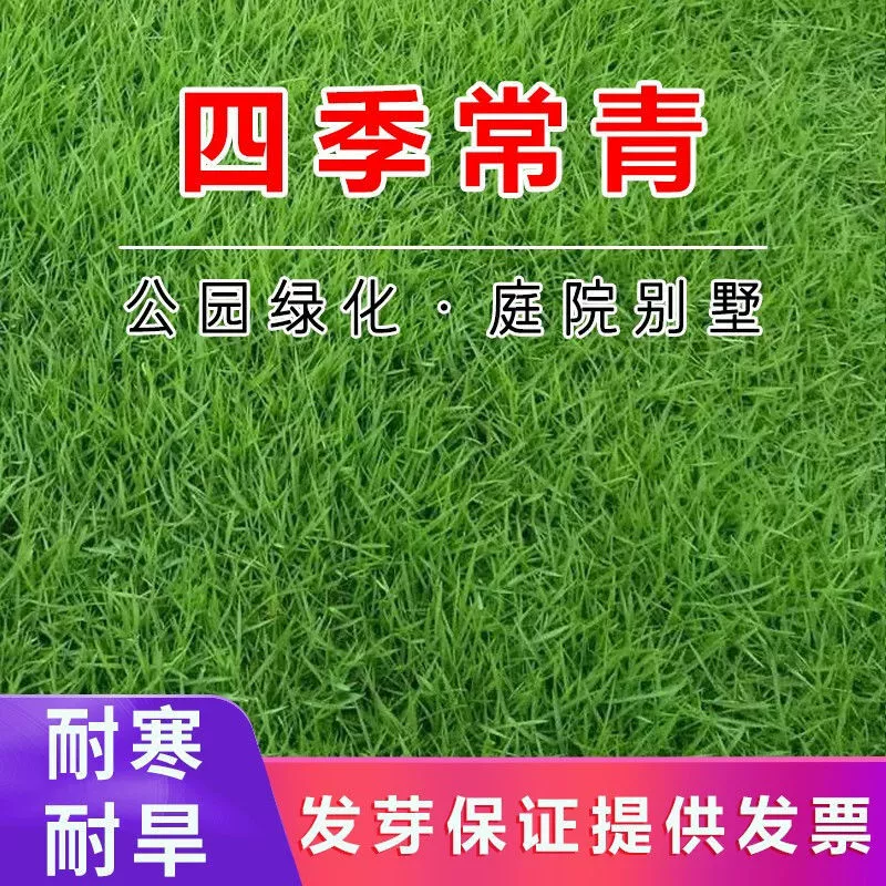 Семена газонных трав, семена травы для защиты склонов, семена вечнозеленого американского корня собачьего зуба, семена высокого фестука, субтропическая инженерная закладка дворов.