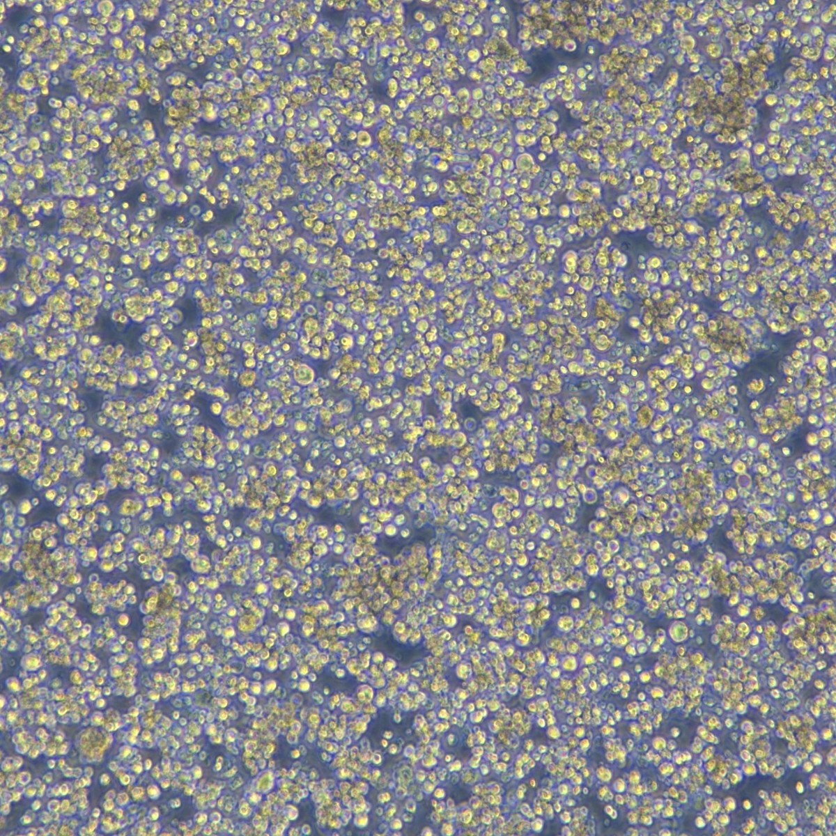 2025-09-18 13:50:09.jpg