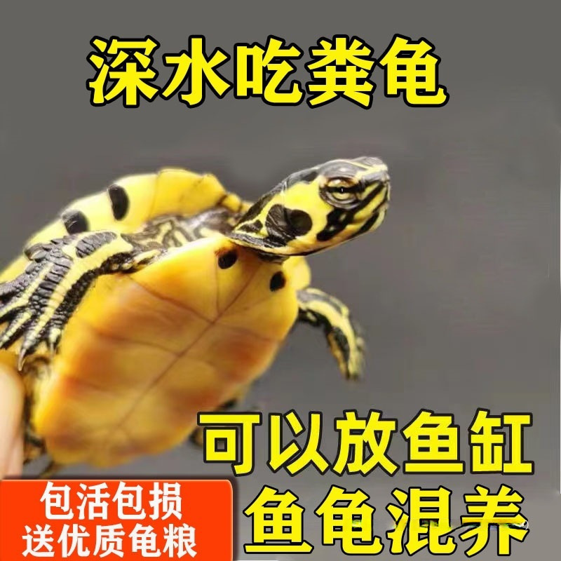 Turtle That Eats Fish Feces, Live Grass Turtle, Freshwater Ornamental Turtle, Fish and Turtle Mixed Breeding, Water Purification Turtle That Eats Fish Feces