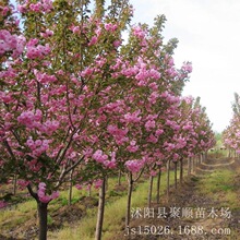 日本樱花树苗樱花大苗南北方庭院地栽盆栽花树园林植物风景树