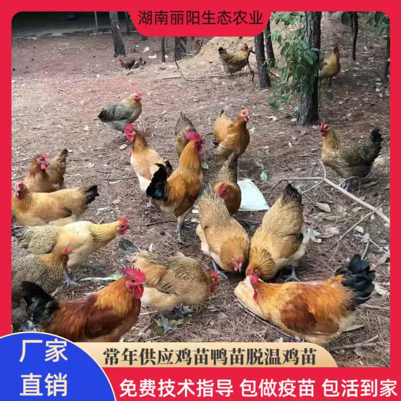 厂家批发定制青脚土鸡苗出壳一日龄 鸡苗活体幼崽山地放养小脚鸡