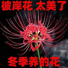 �˰����N���׻�ʯ�⻨�N������ɳ�A���������_��������ؼt���ٺ�