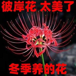 �˰����N���׻�ʯ�⻨�N������ɳ�A���������_��������ؼt���ٺ�