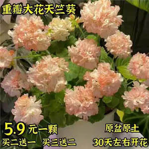 [重瓣大花天竺葵盆栽花苗四季开花不断庭院室内外阳台好养花卉盆栽]
