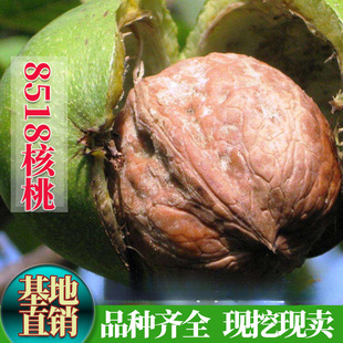 ������8158�޽��籡Ƥ���ҹ������ϱ��ļ����Ժ��Ҙ��箔��Y����