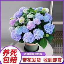 С�网���������ļ��_���҃�ֲ�ﻨ���̨���B��o�M���Ϙ�