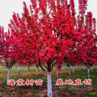 ����ļ����Ļ����������������Ļ�ͥԺ�̨�ͺ�����ֲ�ﴹ�z����